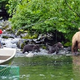 Illustration for article titled Wildlife Alliance Calls Out Sarah Palin For Getting Too Close To Bears